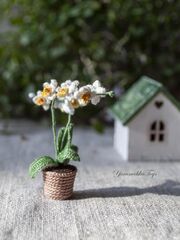 Белые орхидеи миниатюра в горшочке, изображение 4