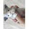 МК спицами Котеечка ТОМИК Автор Ирина Кочетова, изображение 4